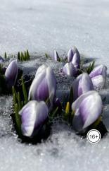 Обложка книги Русский романс - Наталья Гончарова